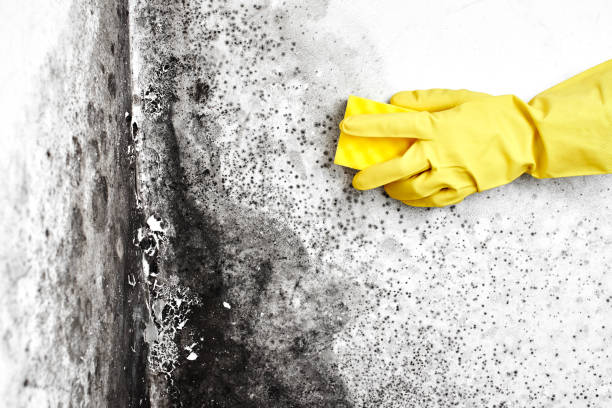 Best Mold Remediation for Specific Building Types in Portland, TX