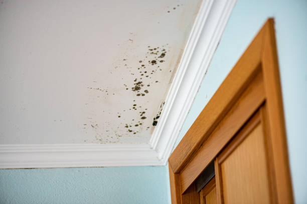 Best Post-Flood Mold Remediation in Portland, TX