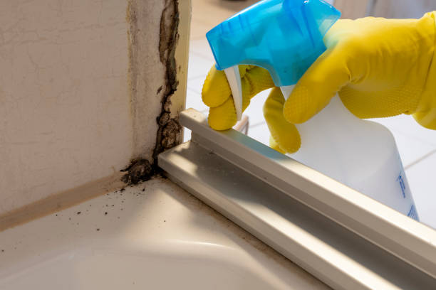 Best Basement Mold Remediation in Portland, TX