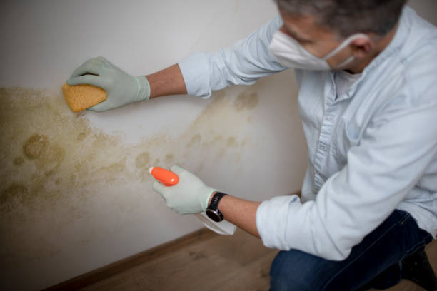Trusted Portland, TX Mold Remediation Experts
