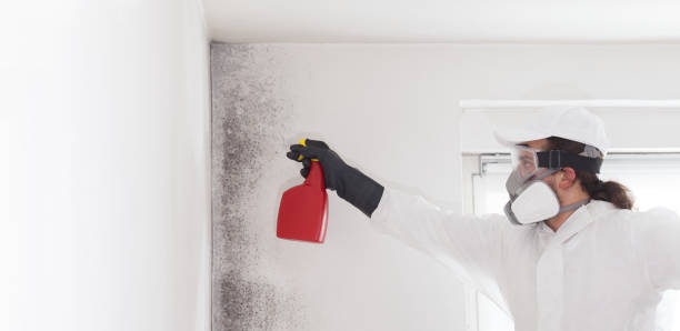Best DIY Mold Remediation Support Services in Portland, TX