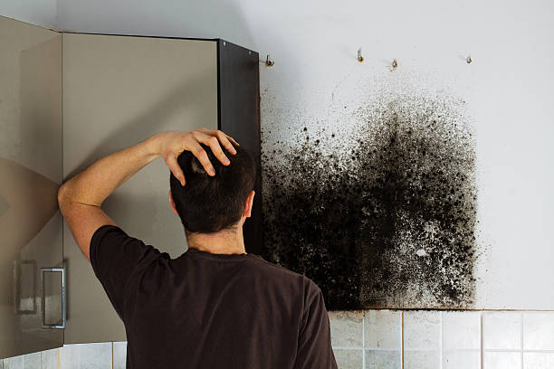 Best Commercial Mold Remediation in Portland, TX