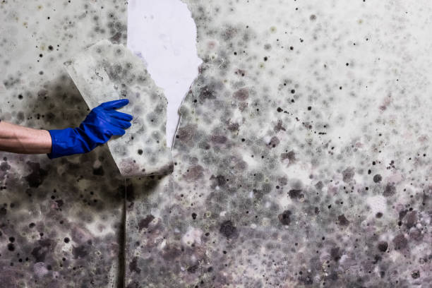Best Emergency Mold Remediation in Portland, TX